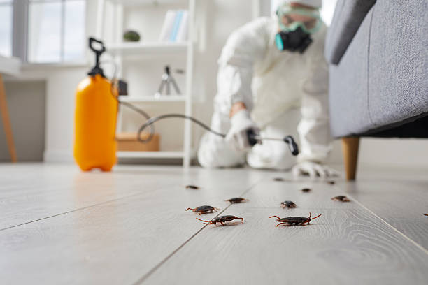 Post-Treatment Bed Bug Interceptor Monitoring in Happy Valley